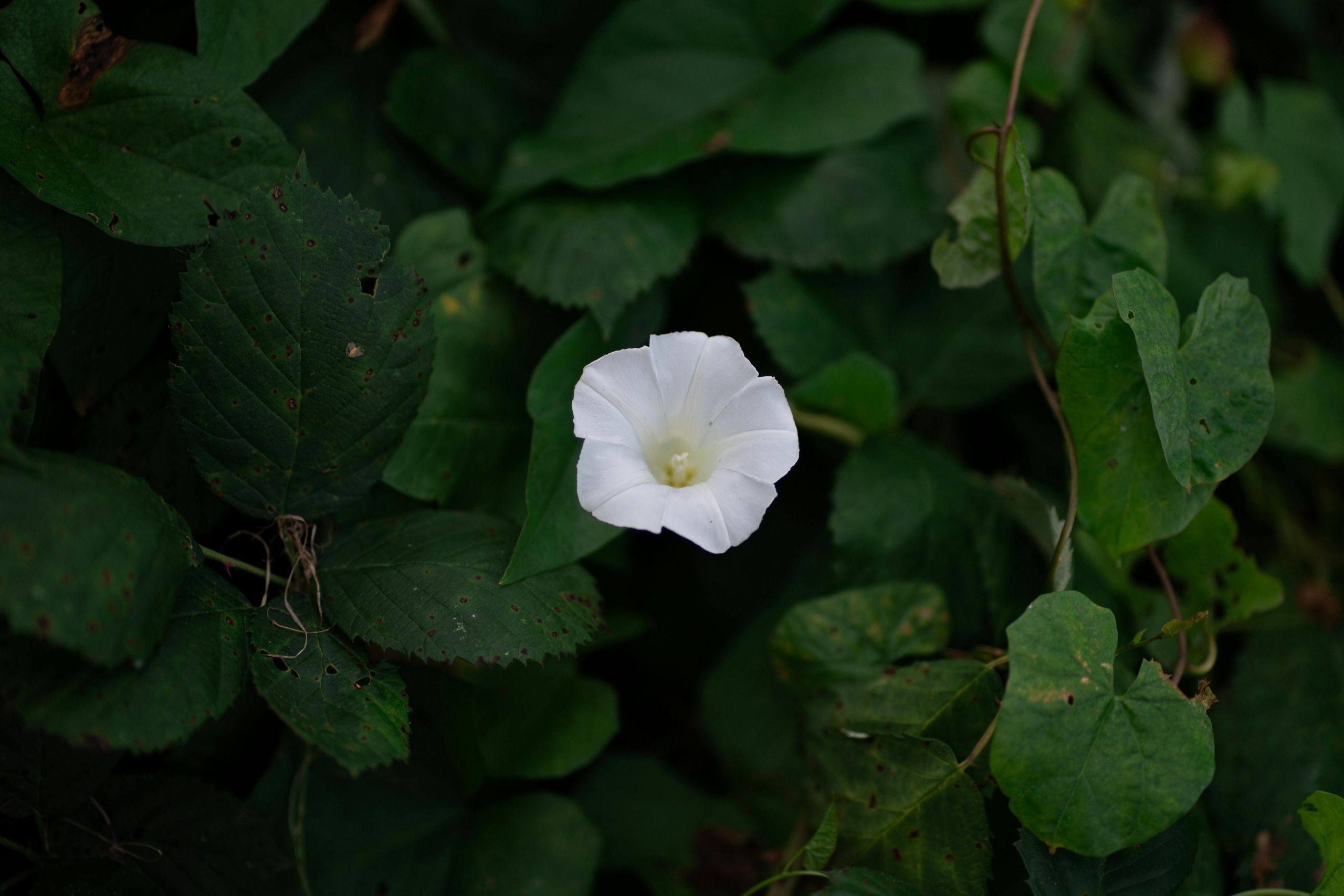 pexels butwhosamy 2156042921 34032393